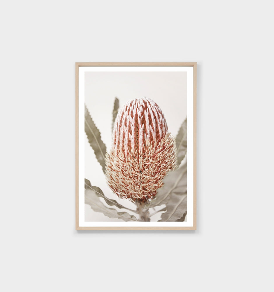 Banksia Bloom 1 Print