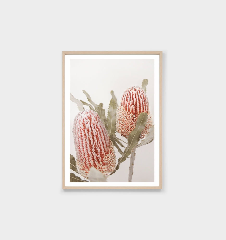 Banksia Bloom 2 Print