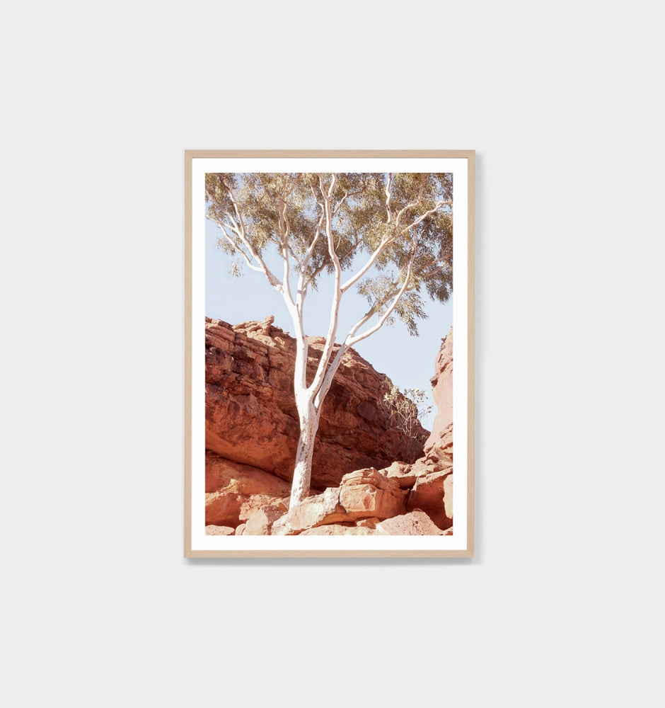 Canyon Gum Print